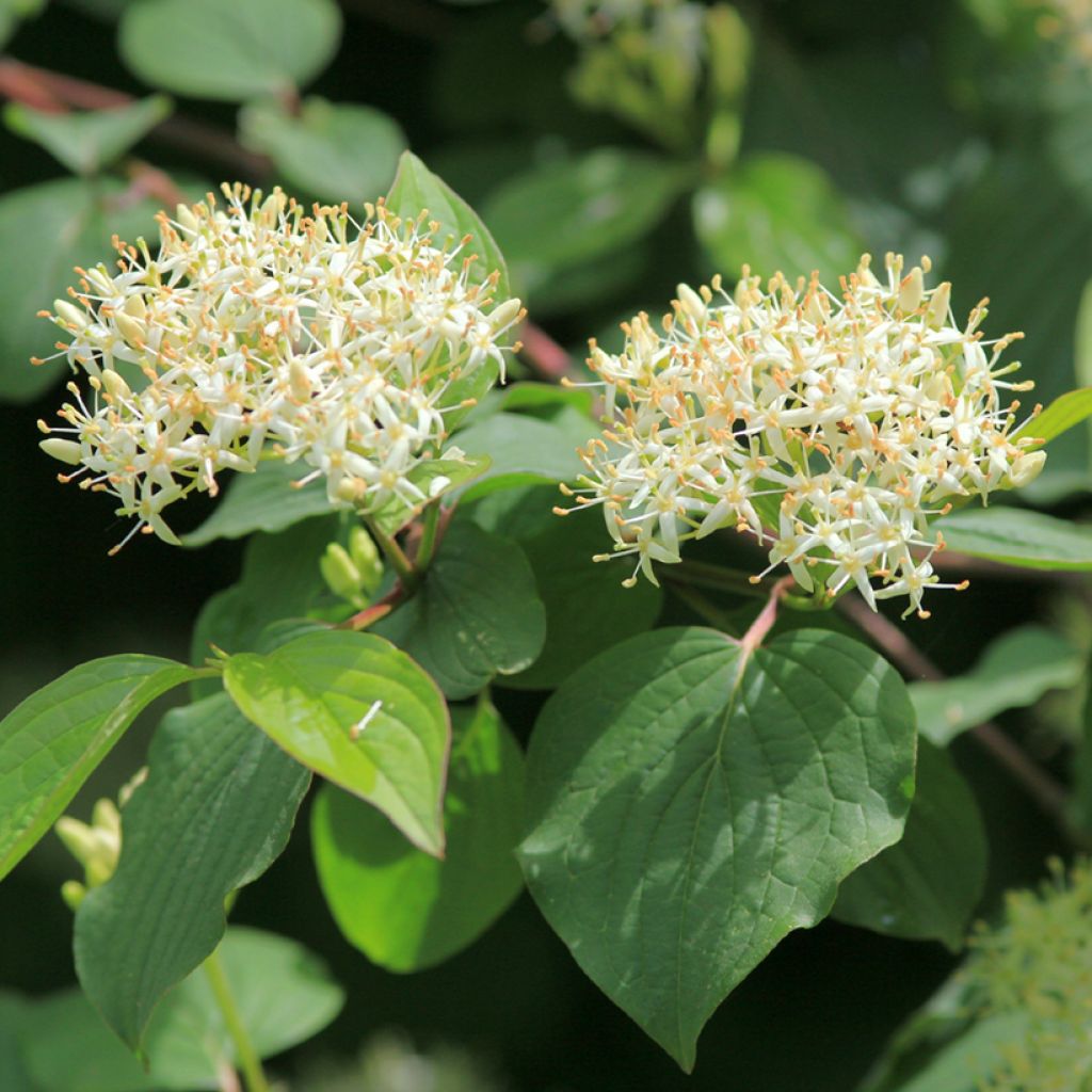 Sanguinella - Cornus sanguinea