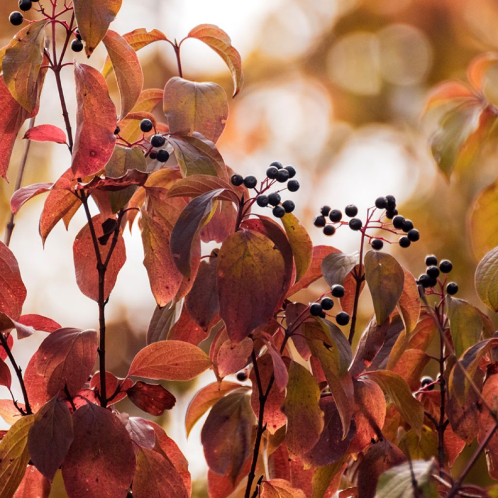 Sanguinella - Cornus sanguinea
