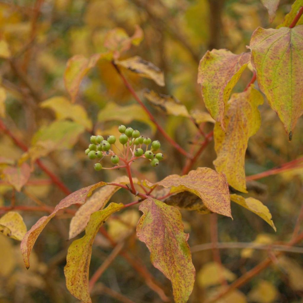 Cornus sanguinea Winter Beauty