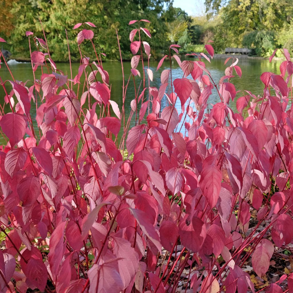 Cornus sericea Baileyi