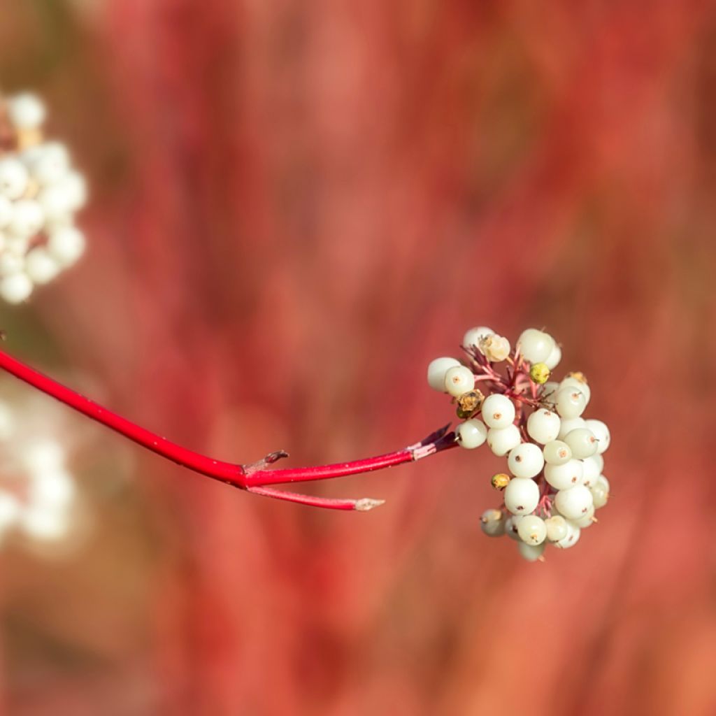 Cornus sericea Cardinal