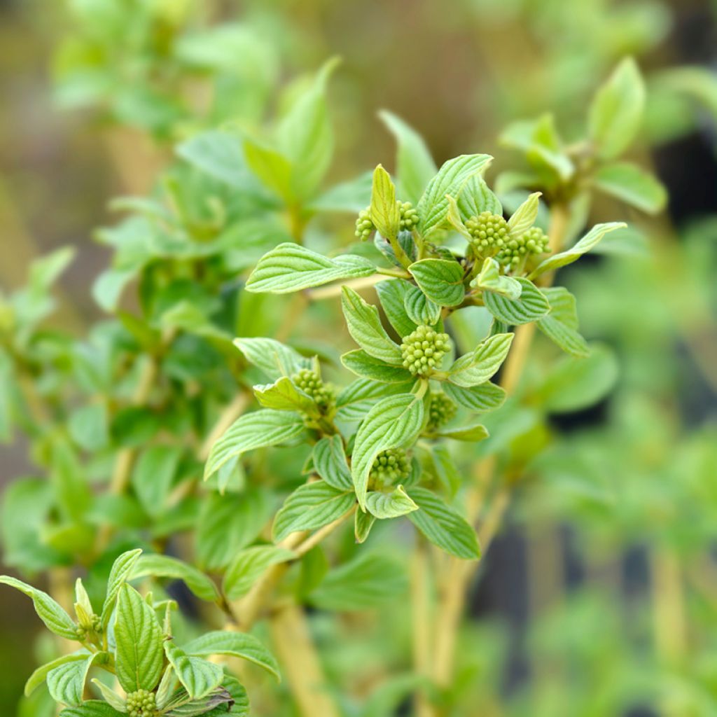 Cornus sericea Flaviramea