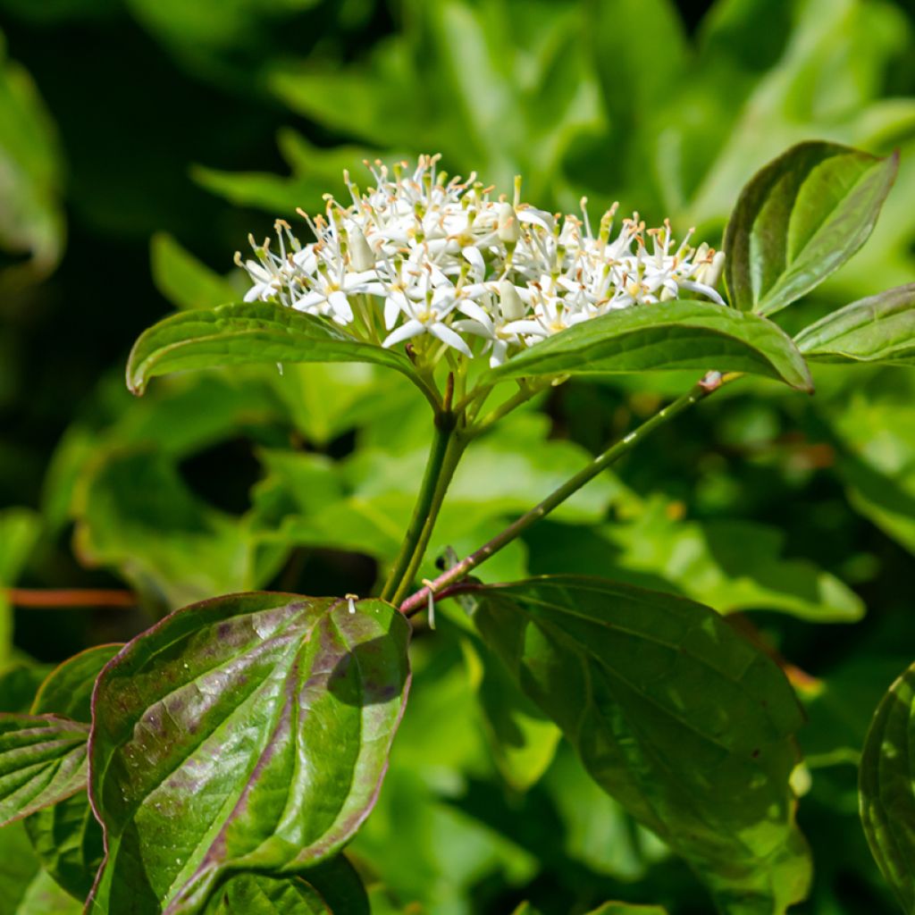 Cornus sanguinea Anny's Winter Orange