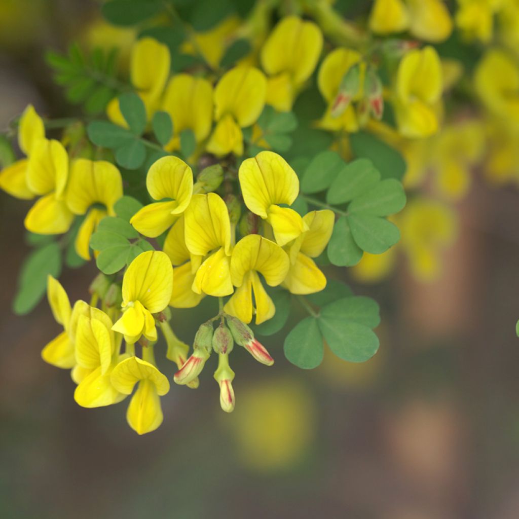 Hippocrepis emerus - Cornetta dondolina
