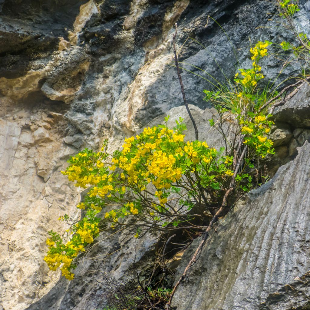 Hippocrepis emerus - Cornetta dondolina
