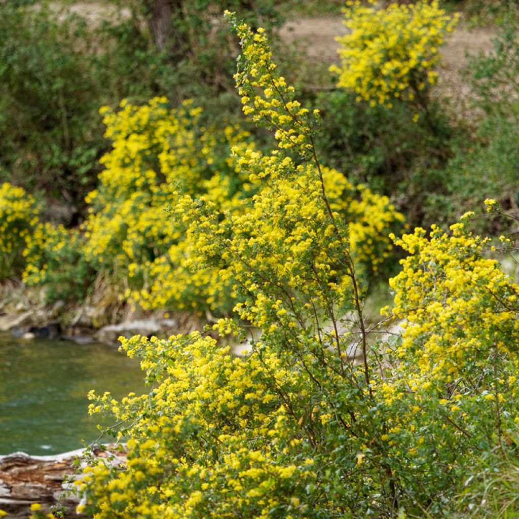 Hippocrepis emerus - Cornetta dondolina