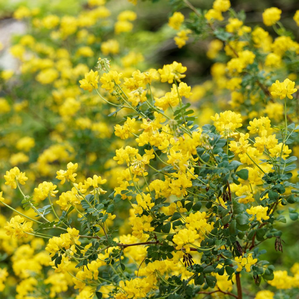 Hippocrepis emerus - Cornetta dondolina
