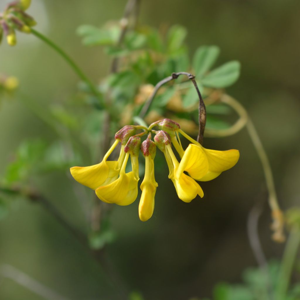 Hippocrepis emerus - Cornetta dondolina