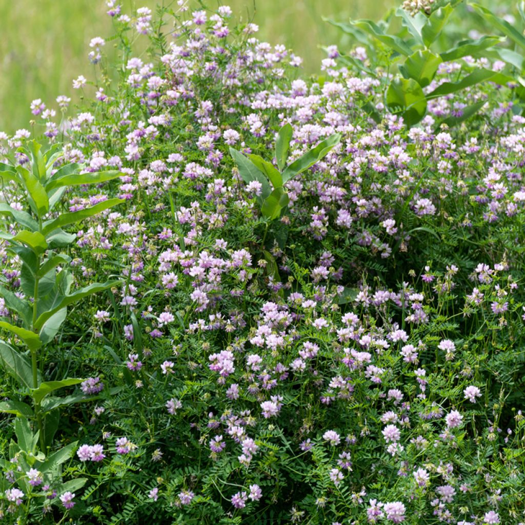 Coronilla varia - Cornetta ginestrina