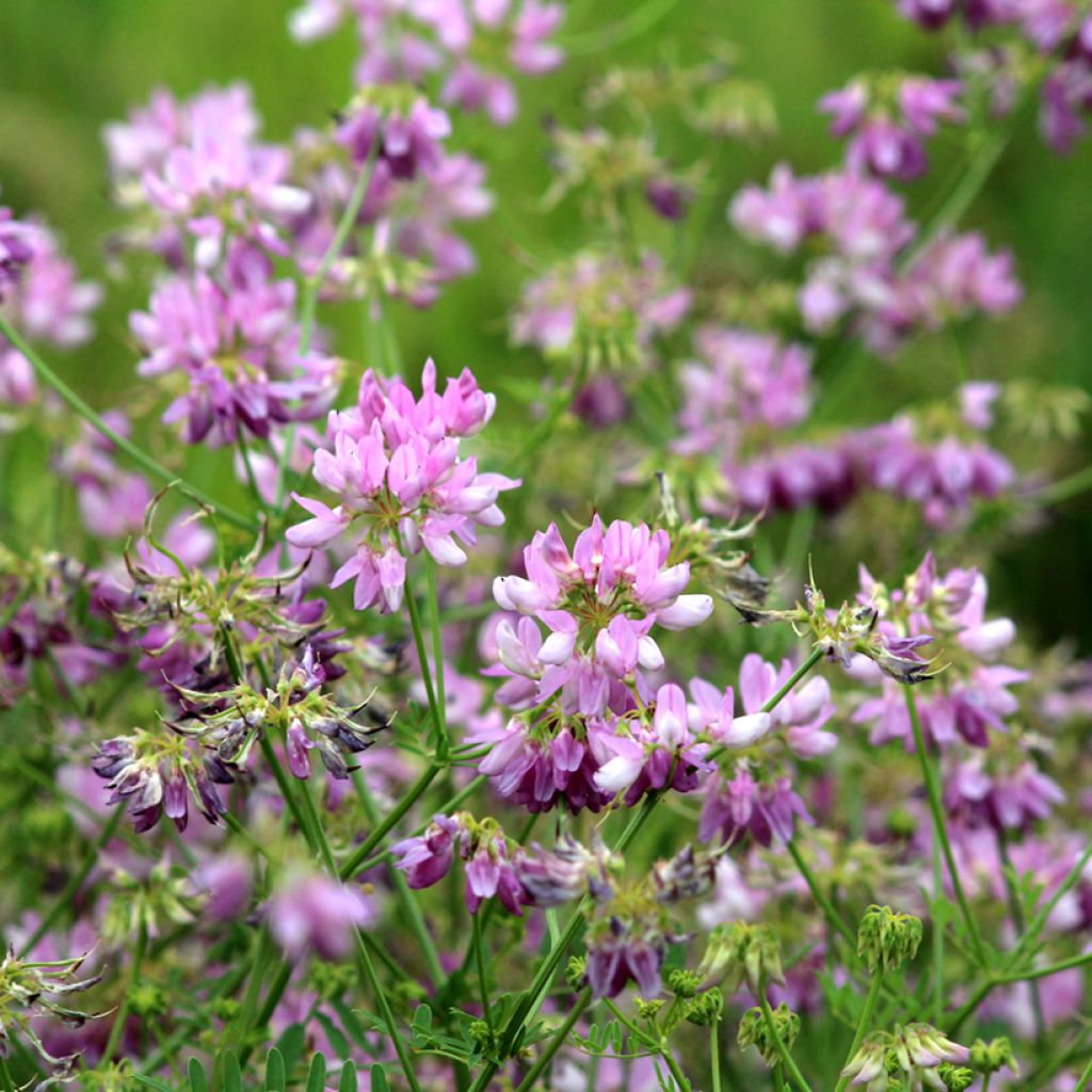 Coronilla varia - Cornetta ginestrina