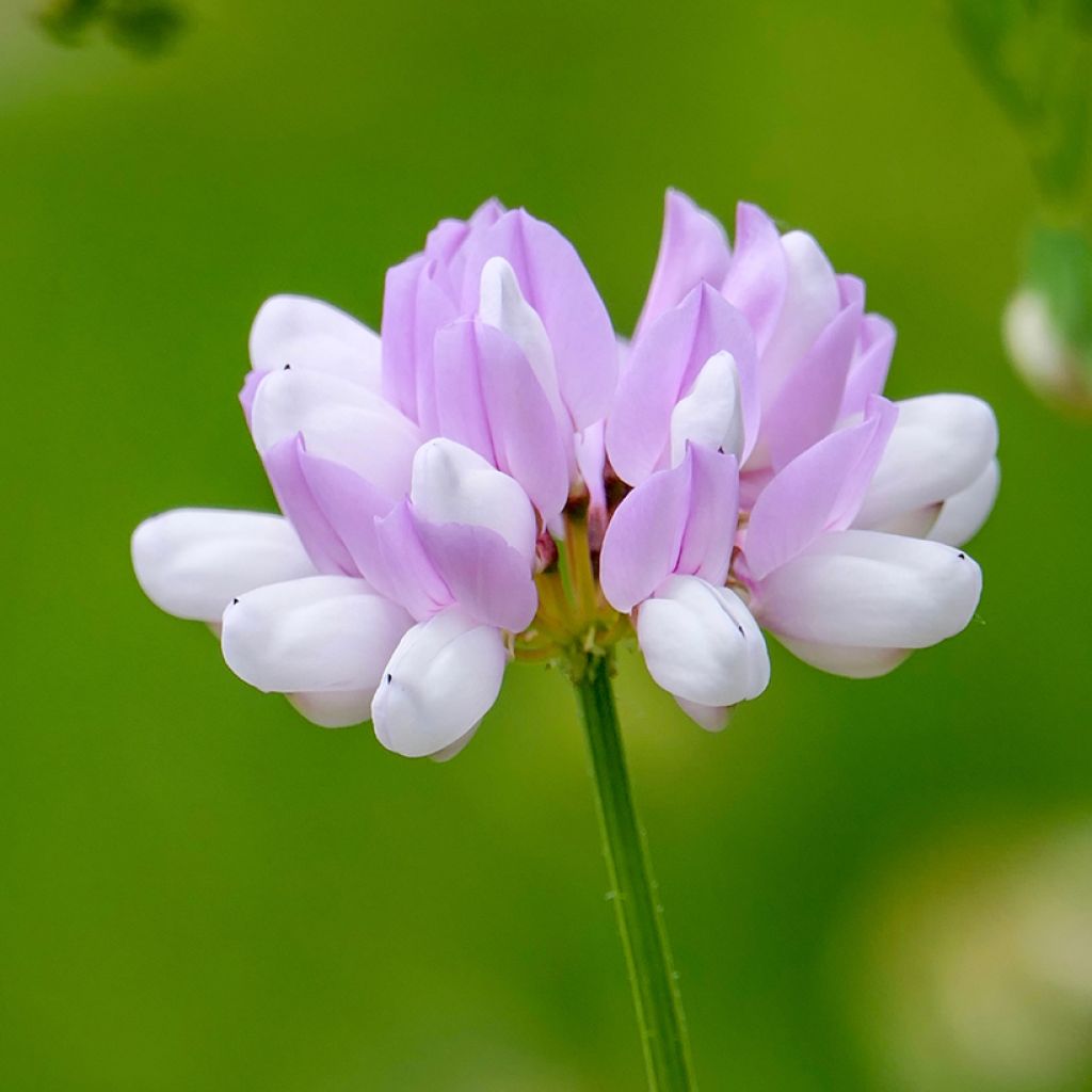 Coronilla varia - Cornetta ginestrina