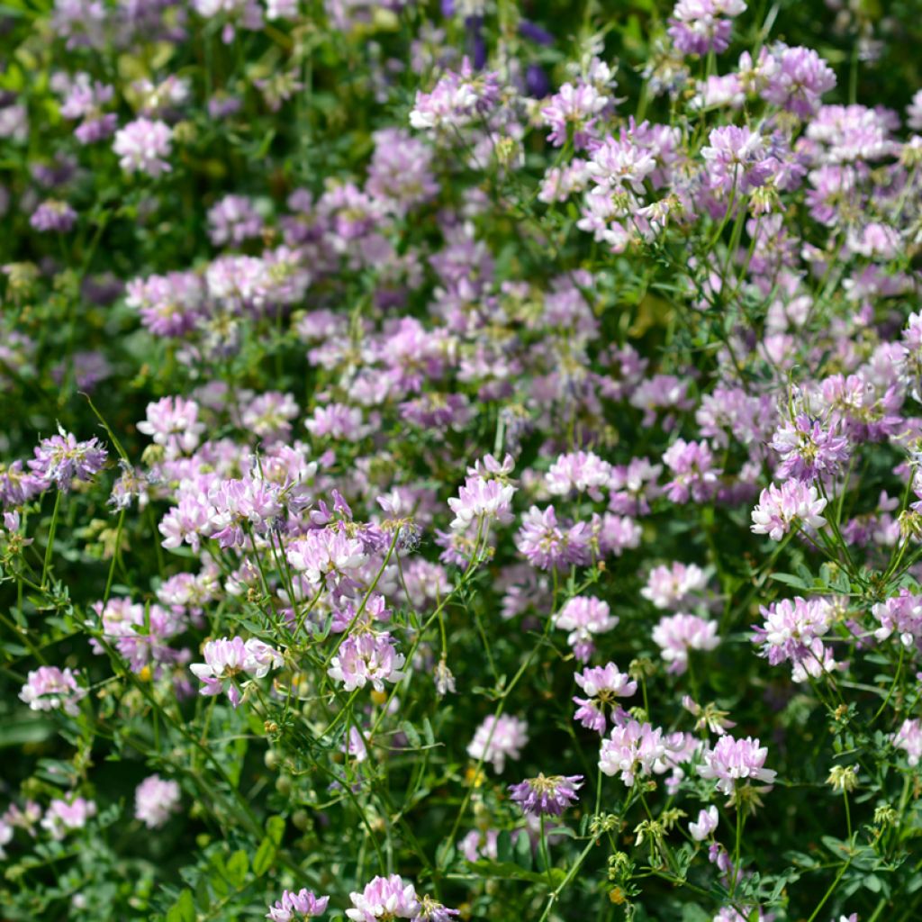Coronilla varia - Cornetta ginestrina