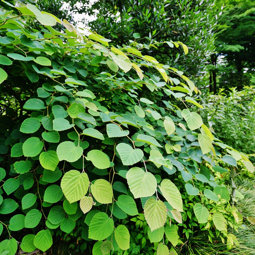 Corylopsis pauciflora - Falso nocciolo