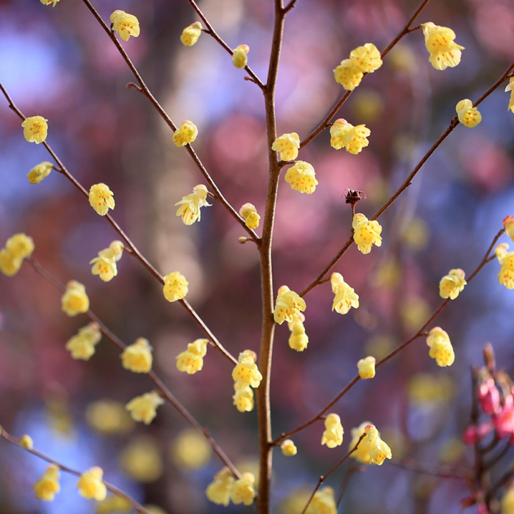 Corylopsis pauciflora - Falso nocciolo