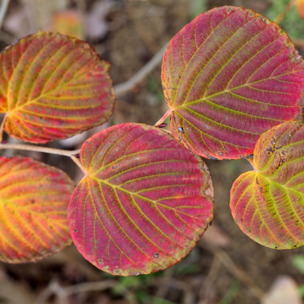 Corylopsis pauciflora - Falso nocciolo