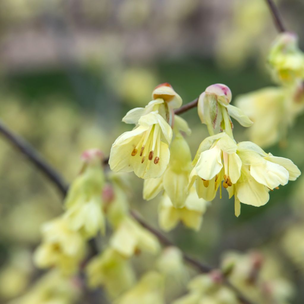Corylopsis pauciflora - Falso nocciolo