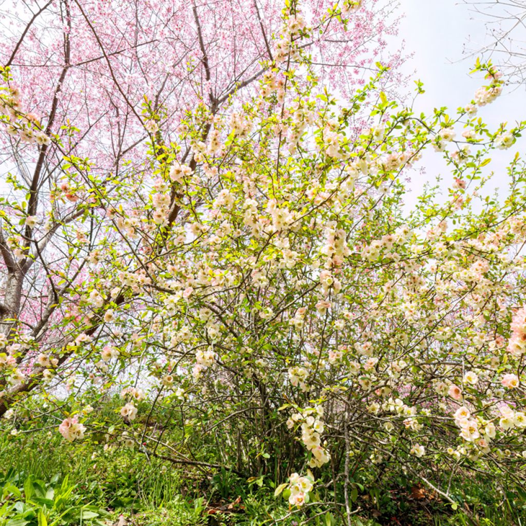 Corylopsis pauciflora - Falso nocciolo