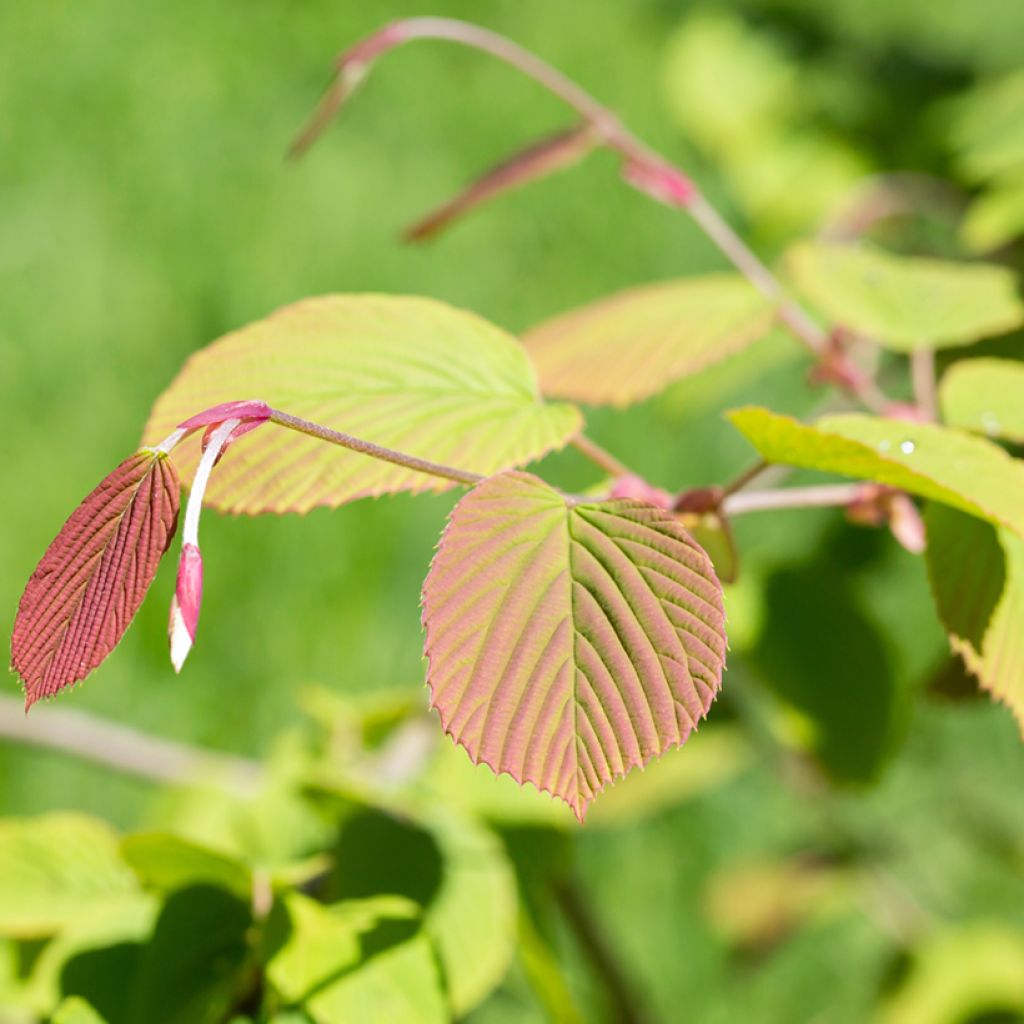 Corylopsis spicata - Falso nocciolo