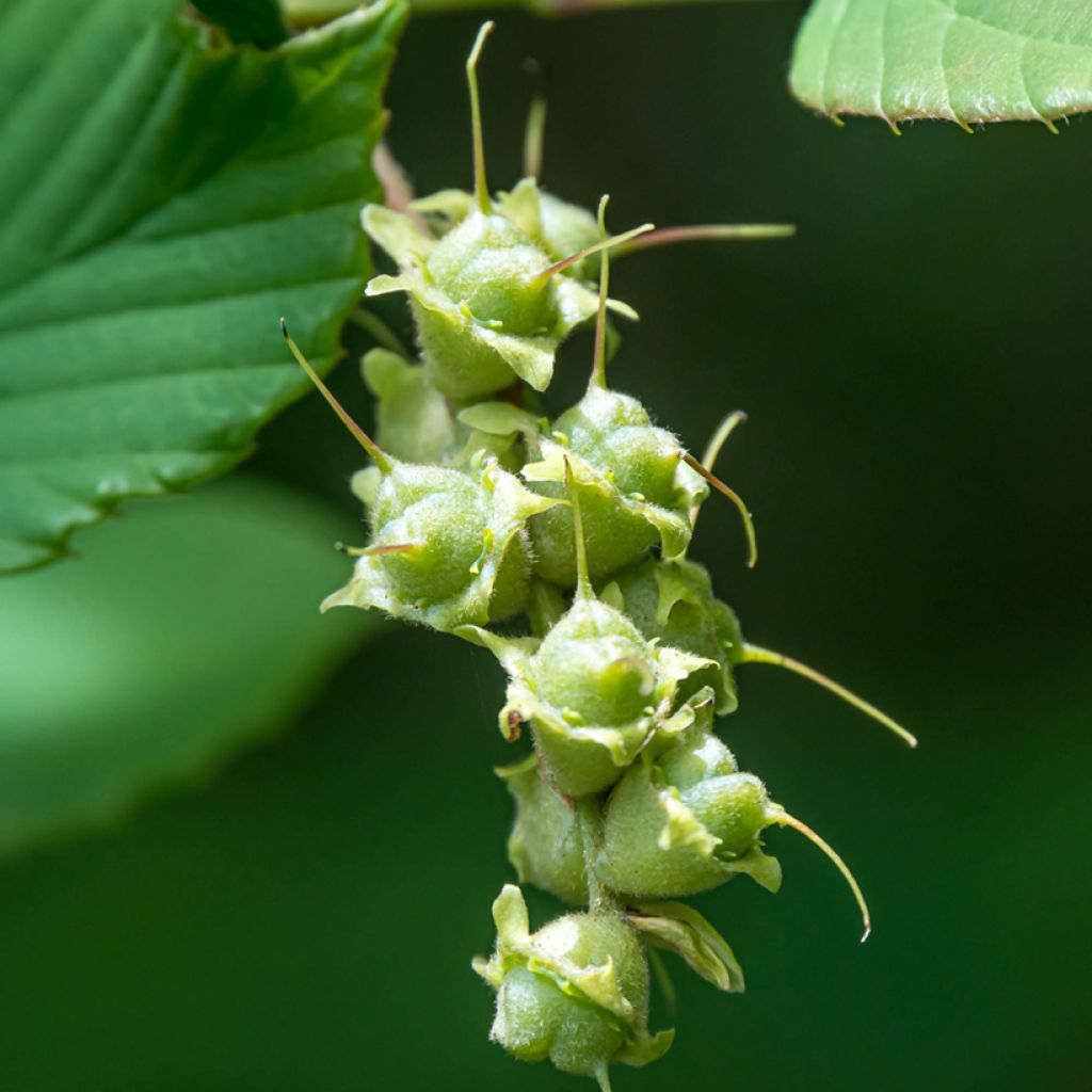 Corylopsis spicata - Falso nocciolo