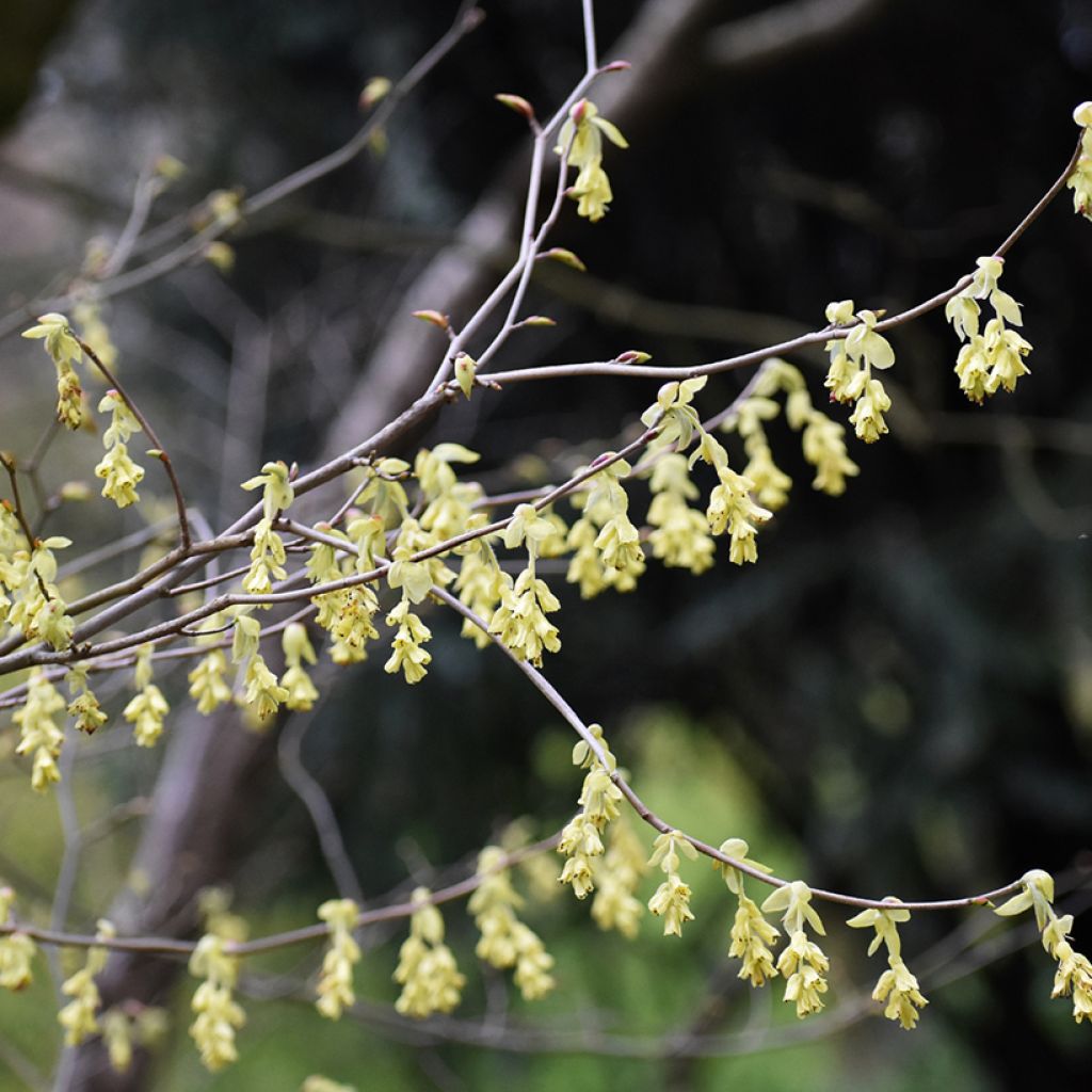 Corylopsis spicata - Falso nocciolo