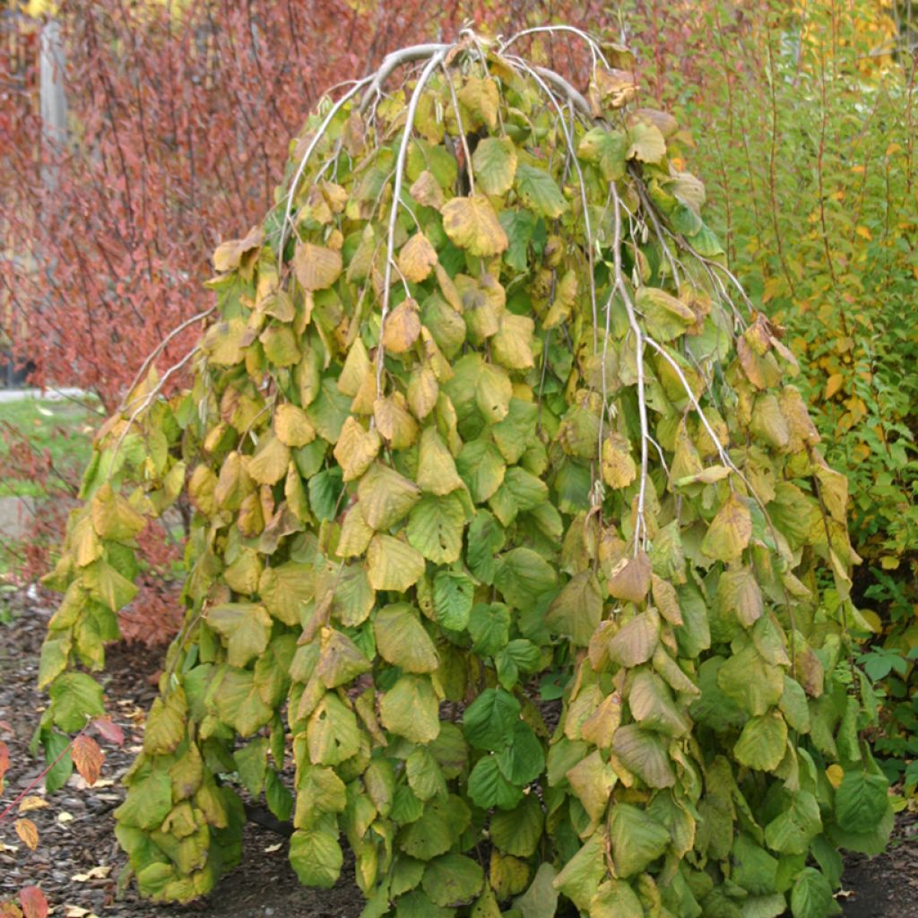 Corylus avellana Pendula - Nocciòlo