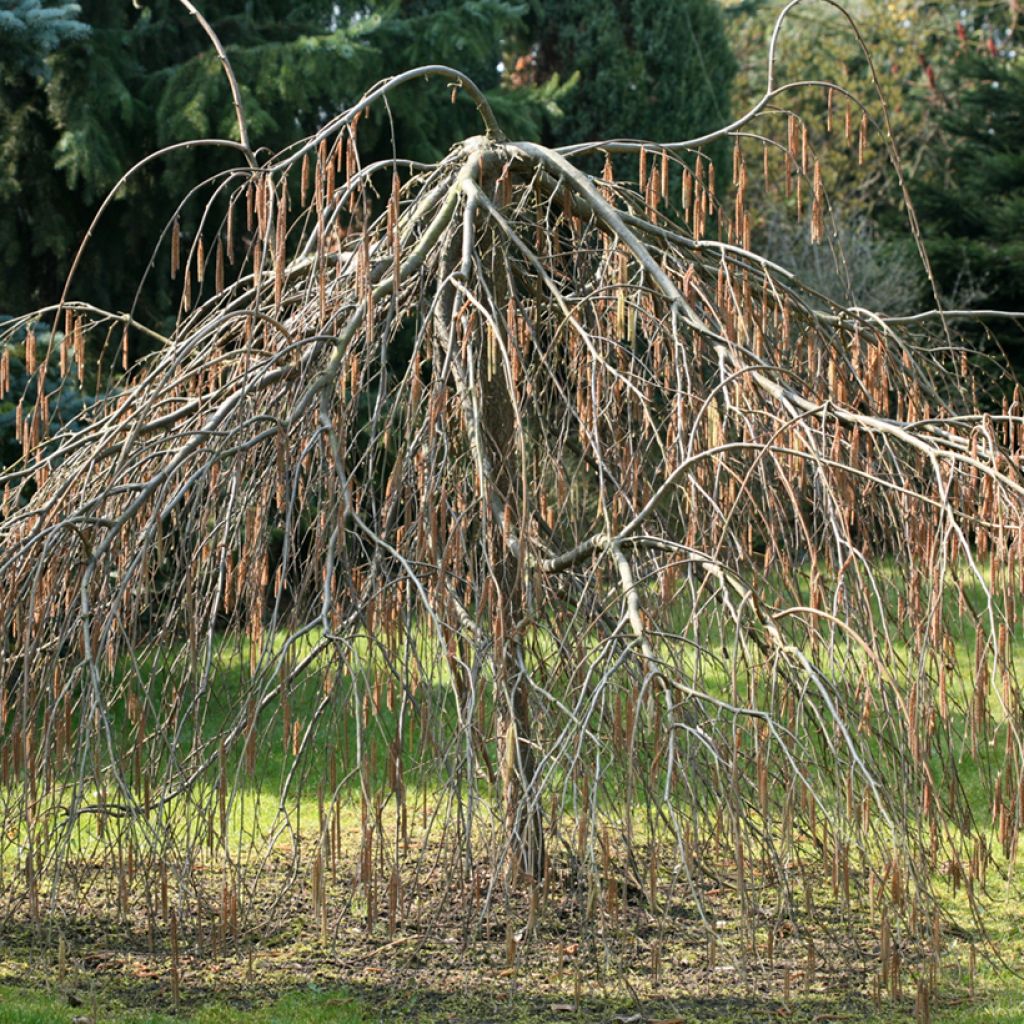 Corylus avellana Pendula - Nocciòlo