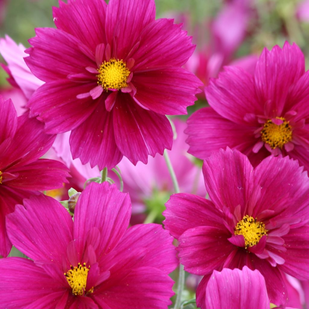 Cosmos Fandango (semi)- Cosmea