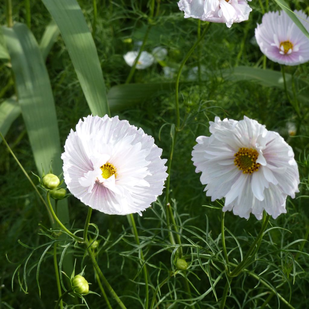 Cosmos Cupcakes - Cosmea