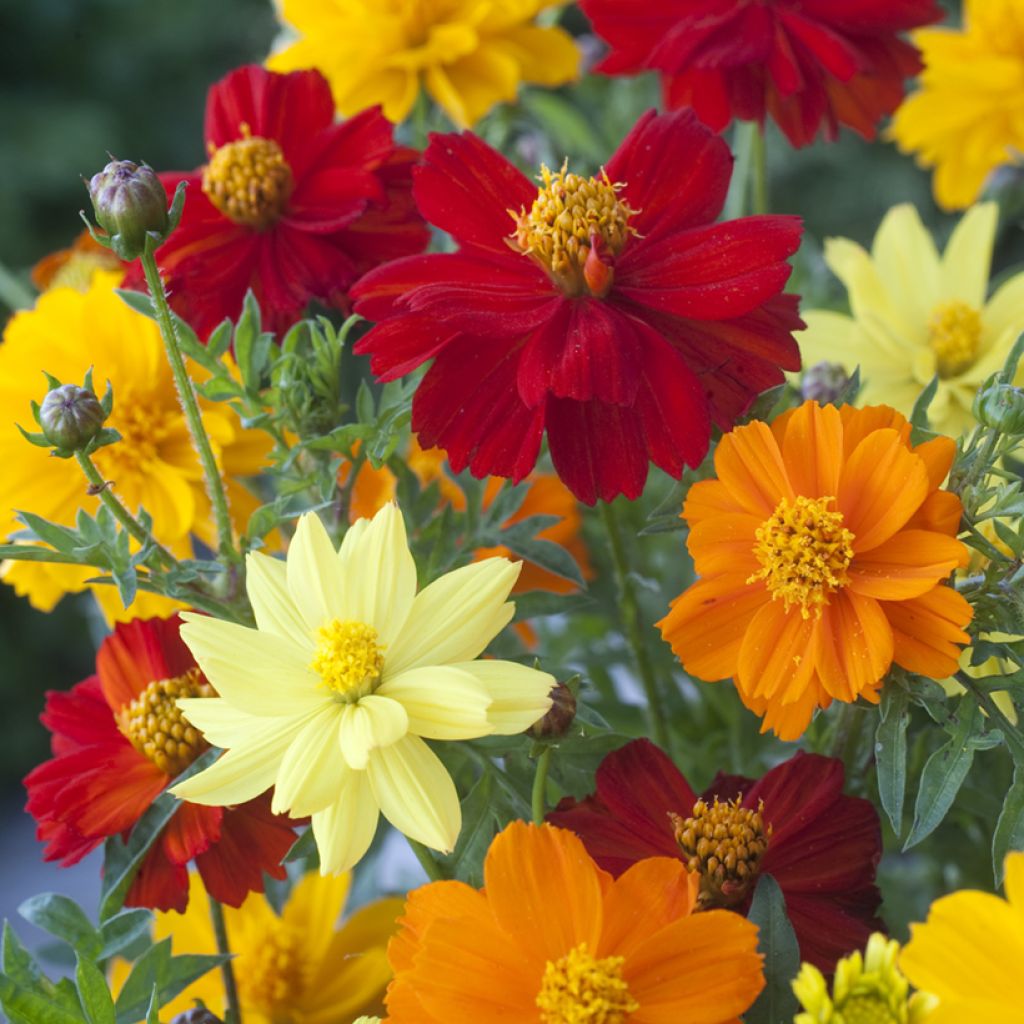 Cosmos sulphureus Brightness Mixed - Cosmea arancione