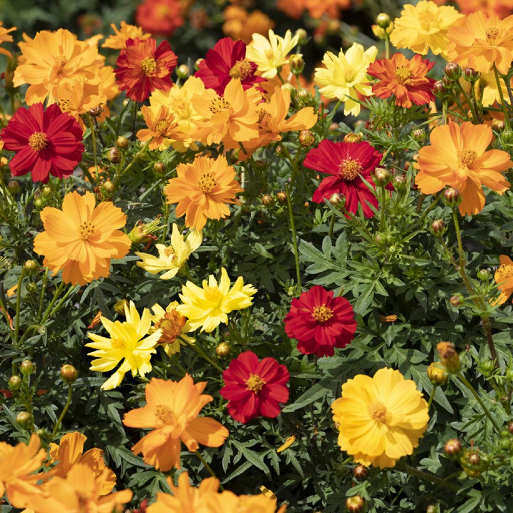 Cosmos sulphureus Brightness Mixed - Cosmea arancione