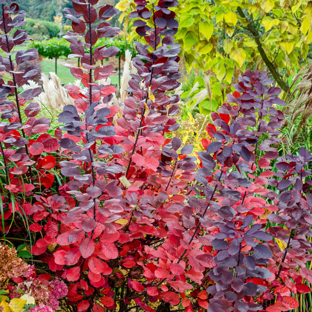 Cotinus Grace - Scotano