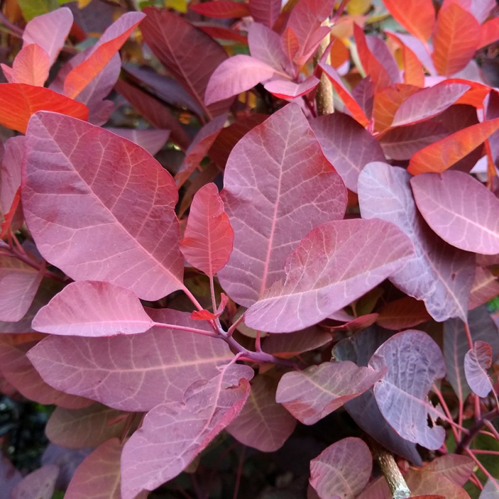 Cotinus Grace - Scotano