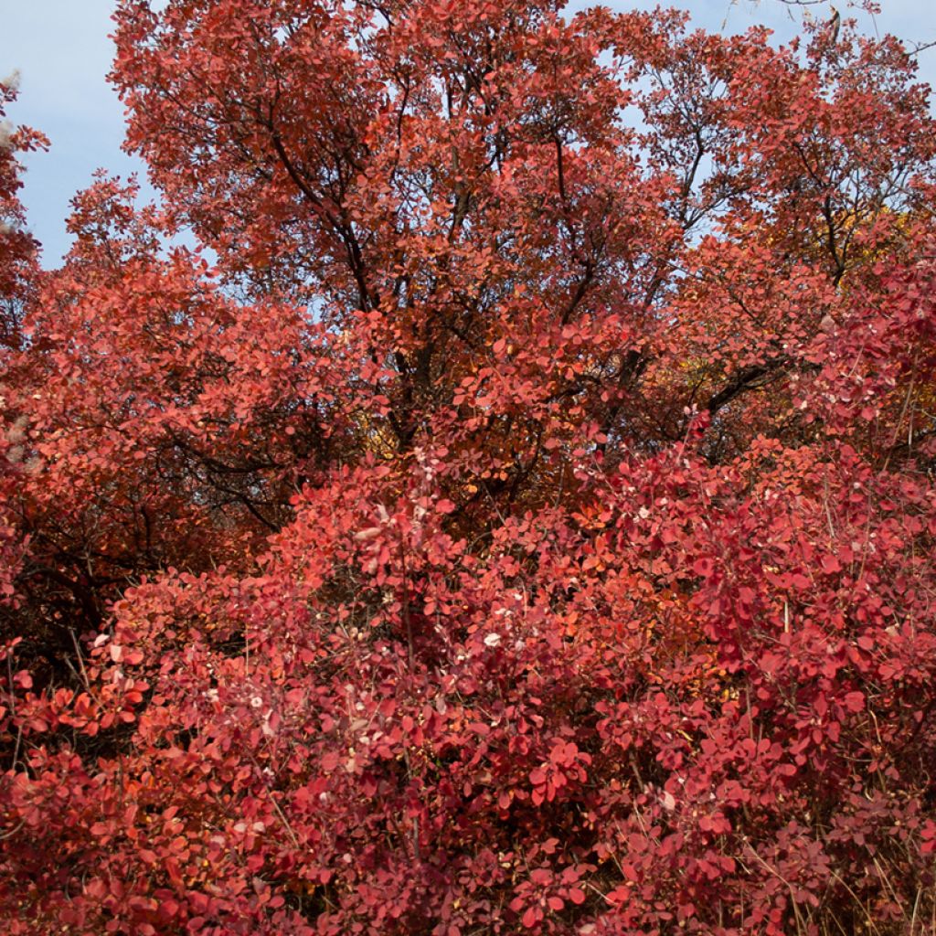 Cotinus Grace - Scotano