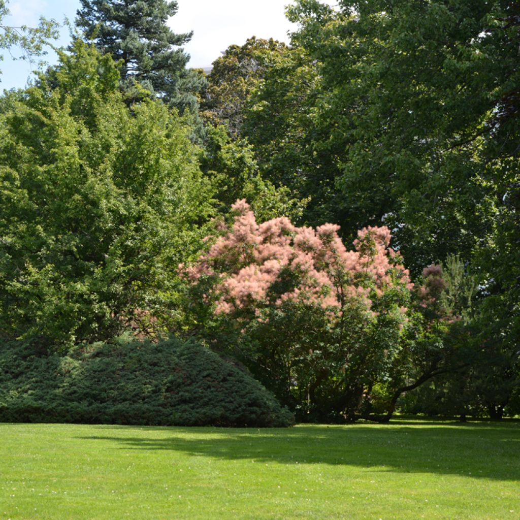 Cotinus coggygria - Scotano