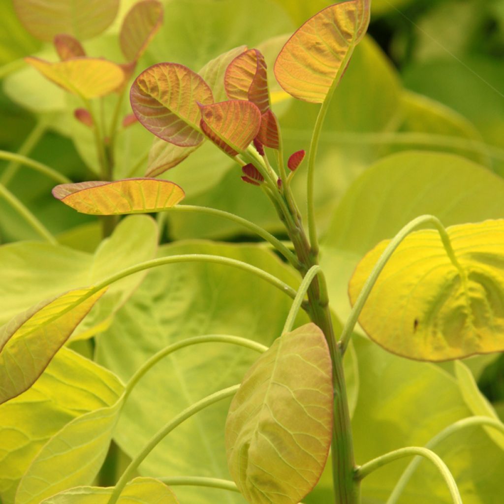 Cotinus coggygria Golden Spirit