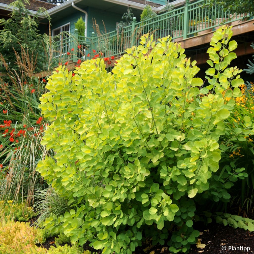 Cotinus coggygria Golden Spirit