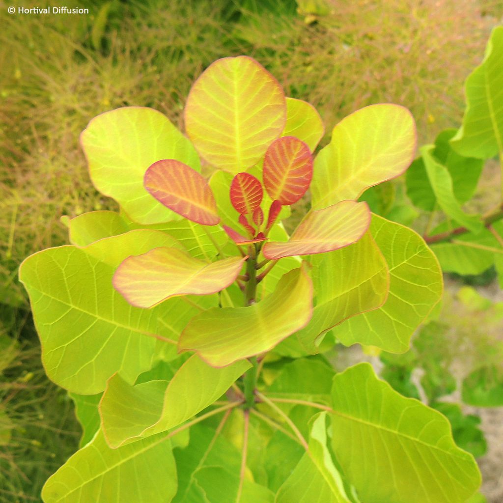 Cotinus coggygria Lemon Lady
