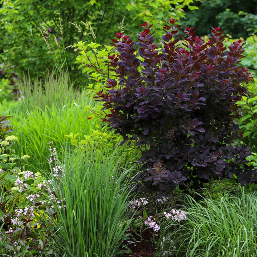 Cotinus coggygria Royal Purple