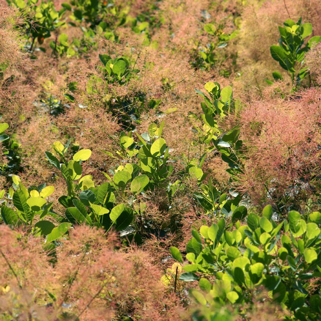 Cotinus coggygria Young Lady