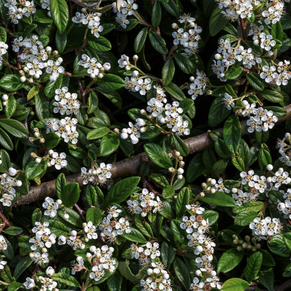 Cotoneaster horizontalis - Cotognastro tappezzante