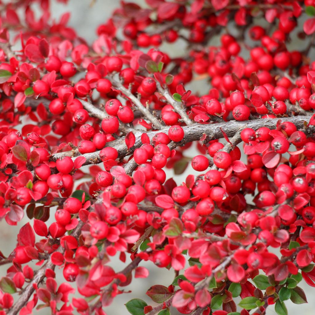 Cotoneaster horizontalis - Cotognastro tappezzante