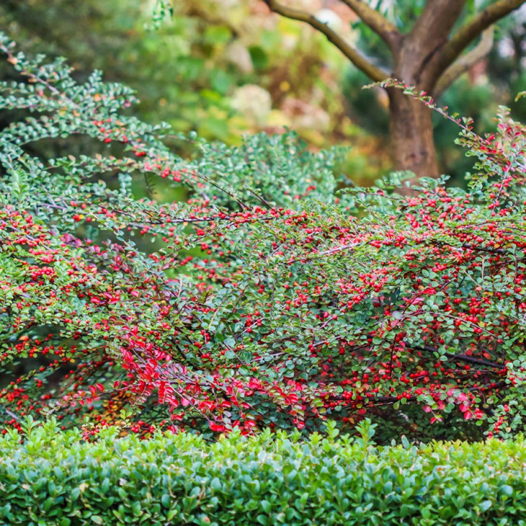 Cotoneaster horizontalis - Cotognastro tappezzante