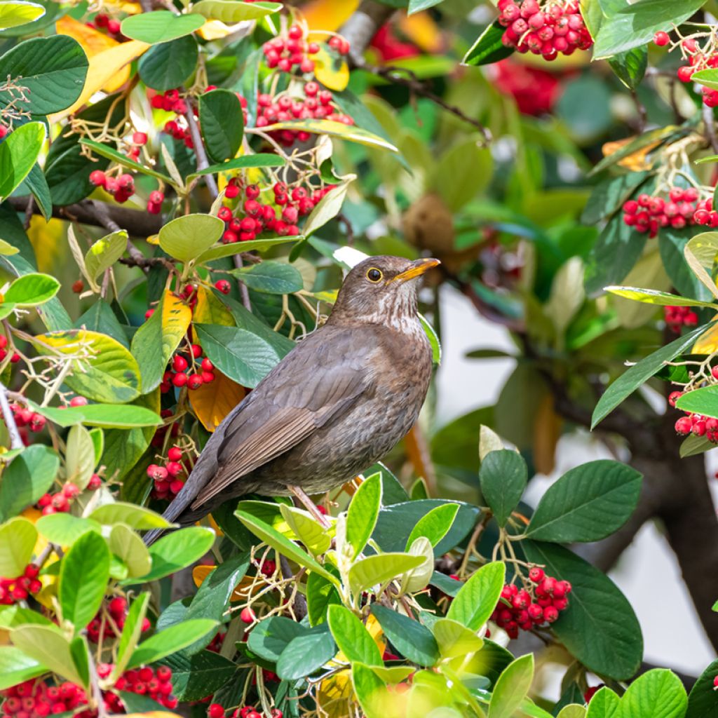 Cotoneaster lacteus - Cotognastro latteo