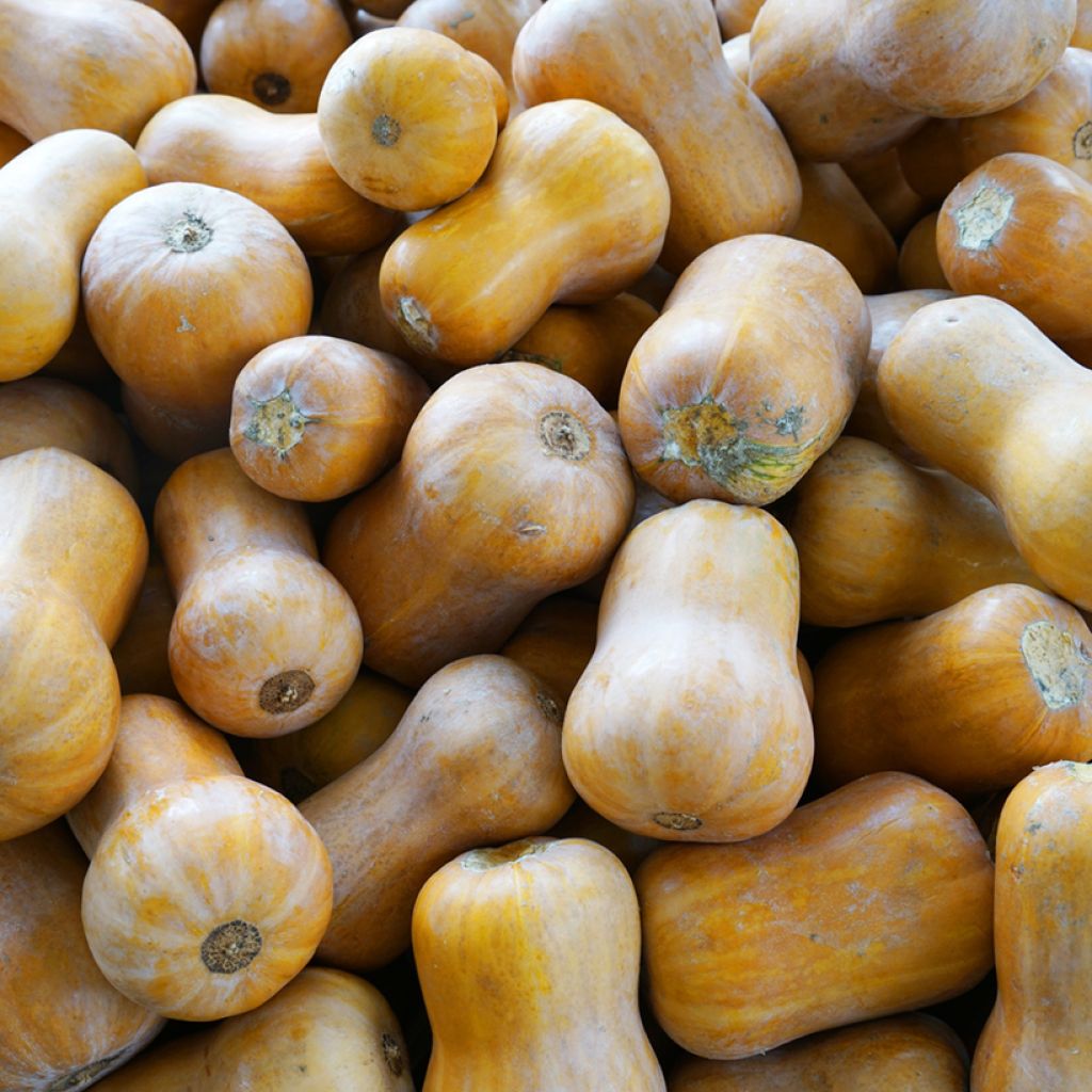 Zucca moscata Noix de Beurre Cobnut F1