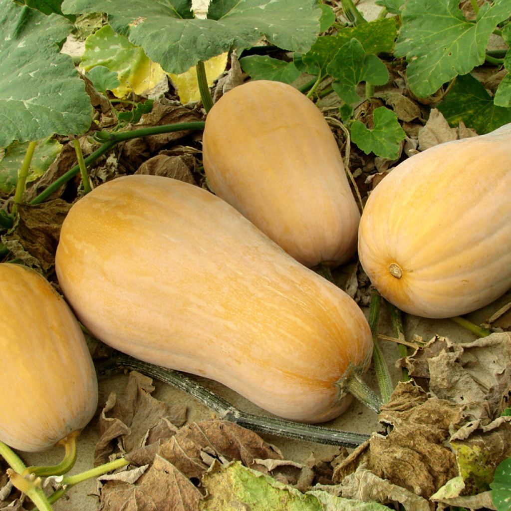 Zucca moscata Butternut Harrier F1
