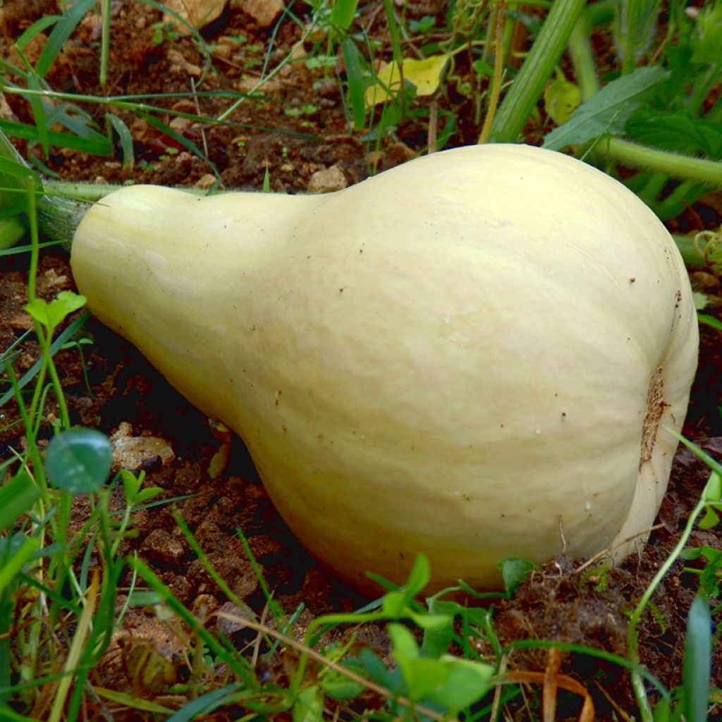 Zucca moscata Butternut Harrier F1