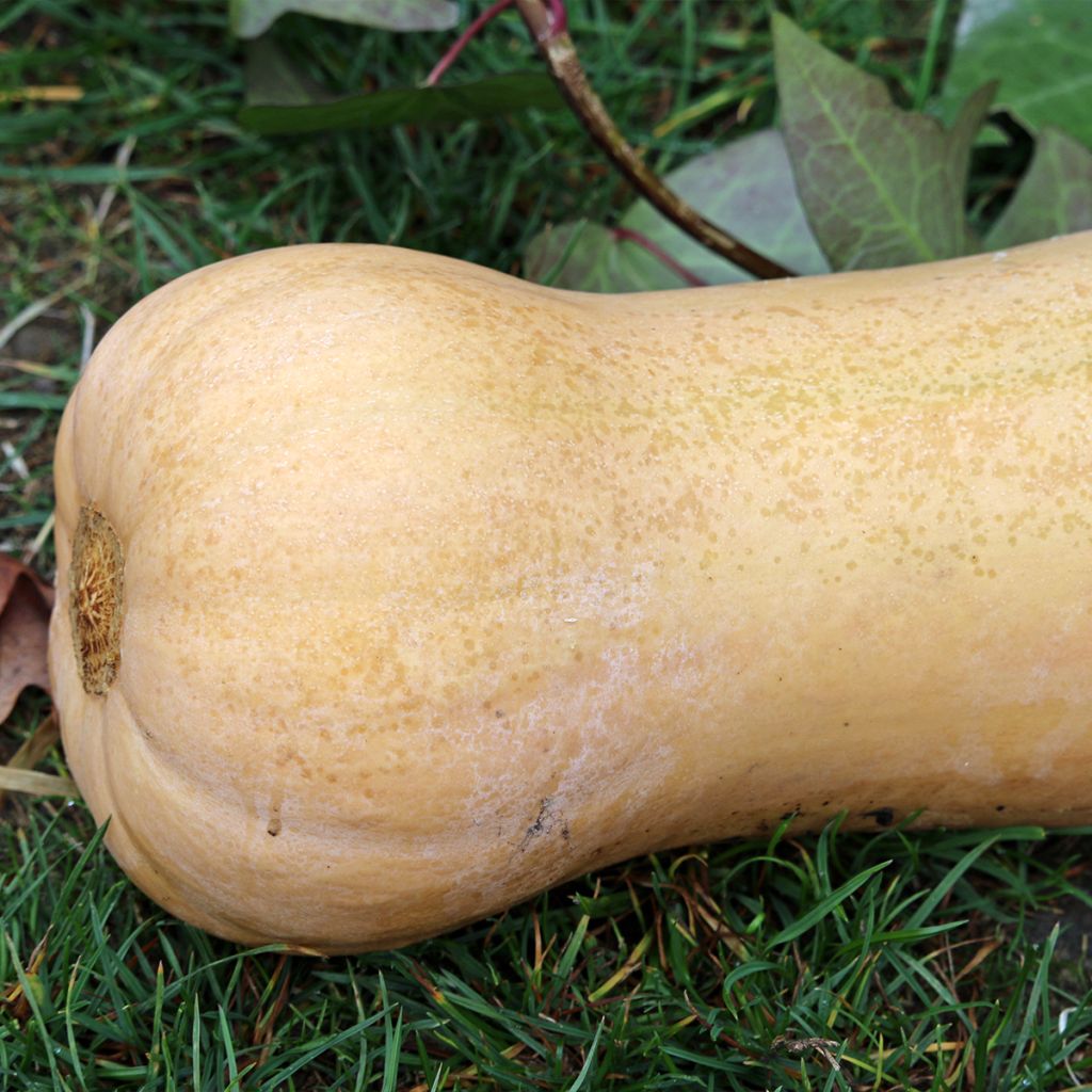 Zucca moscata Waltham Butternut