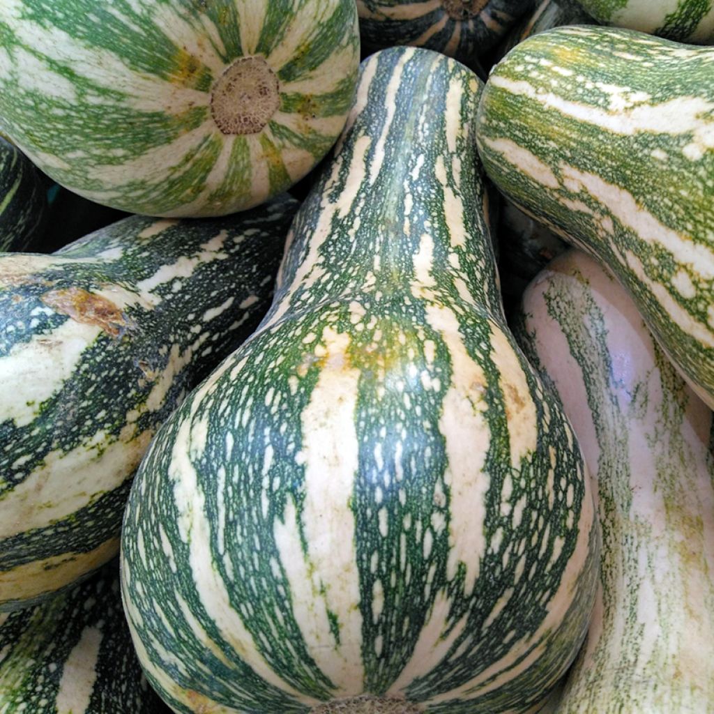 Zucca Yoeme Kama Cushaw Golden
