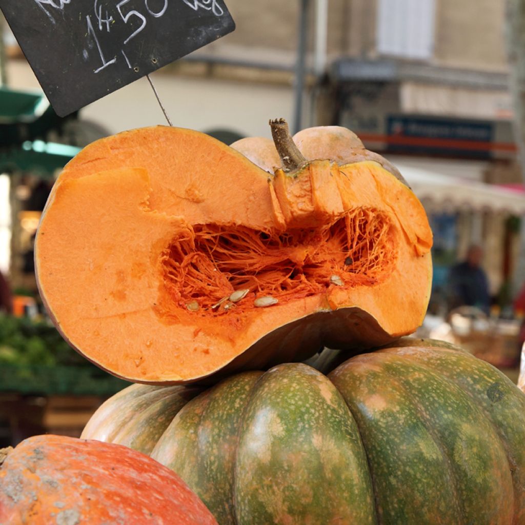 Zucca moscata di Provenza - Vilmorin
