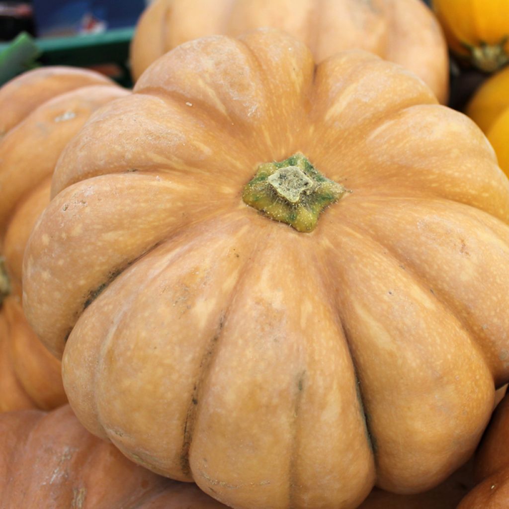Zucca moscata di Provenza - Vilmorin